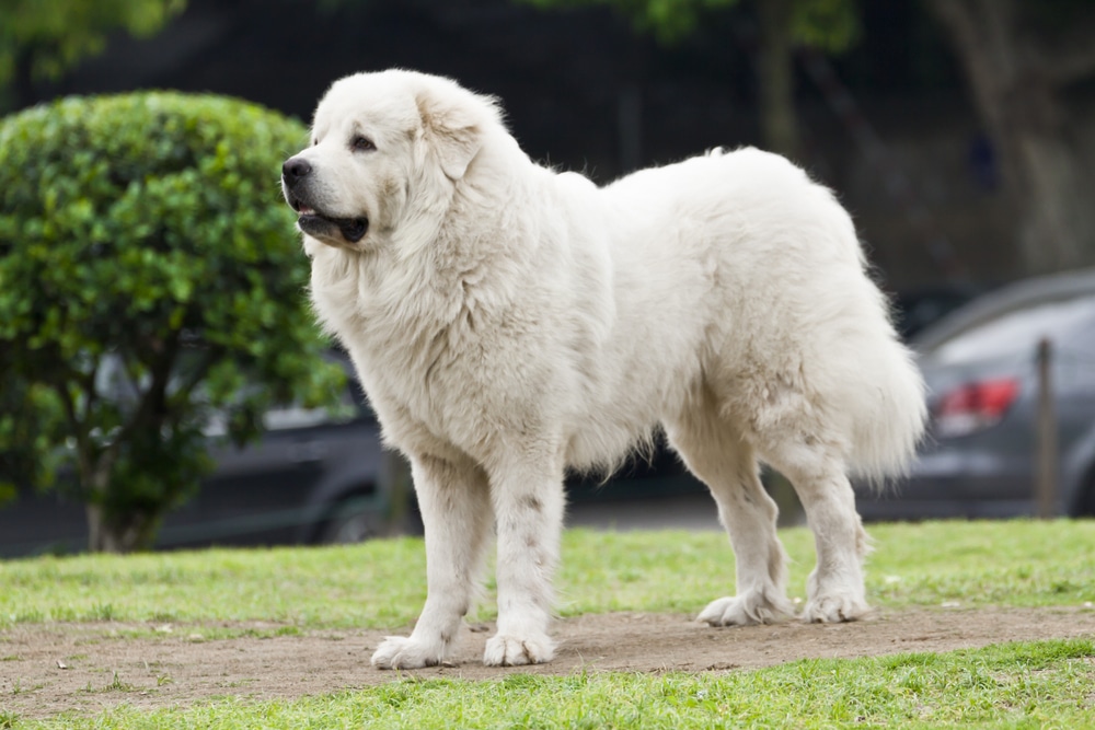 Great Pyrenees family dog