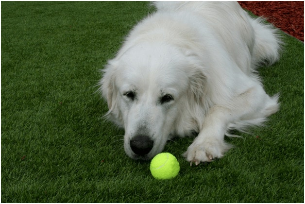 Great Pyrenees sitting on grass with a ball