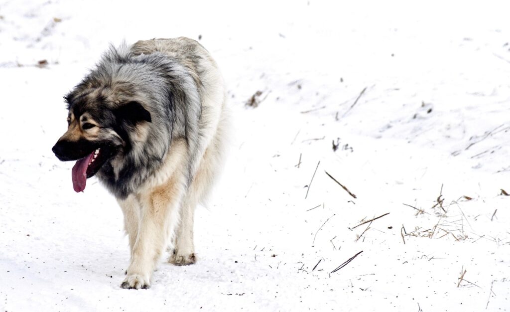 Great Pyrenees in cold snow