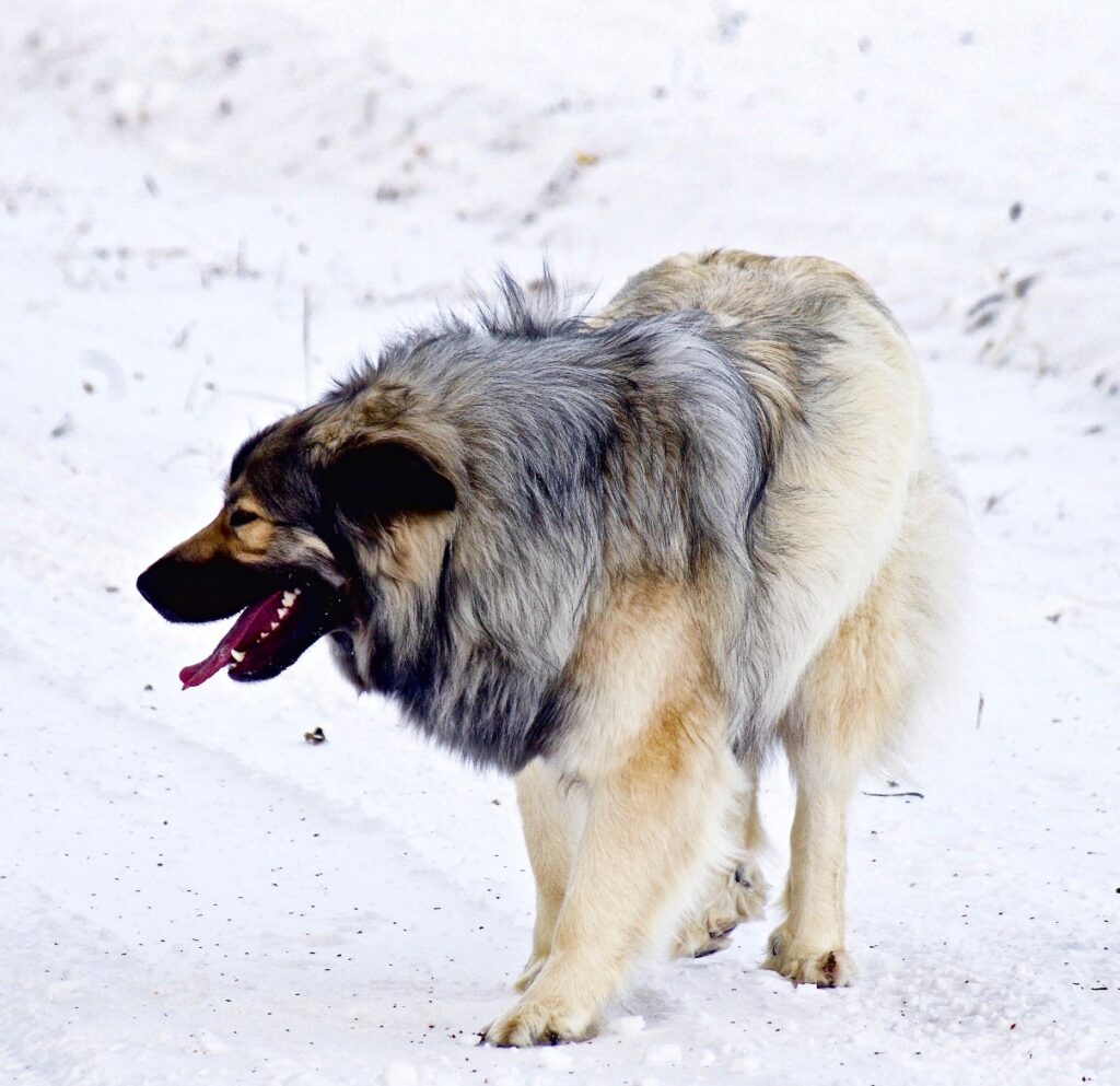 Great Pyrenees in cold weather