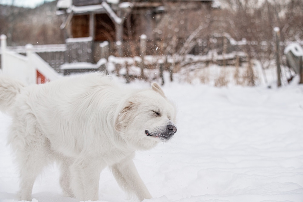Great Pyrenees in cold weather