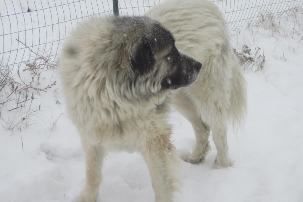 Great Pyrenees in cold weather