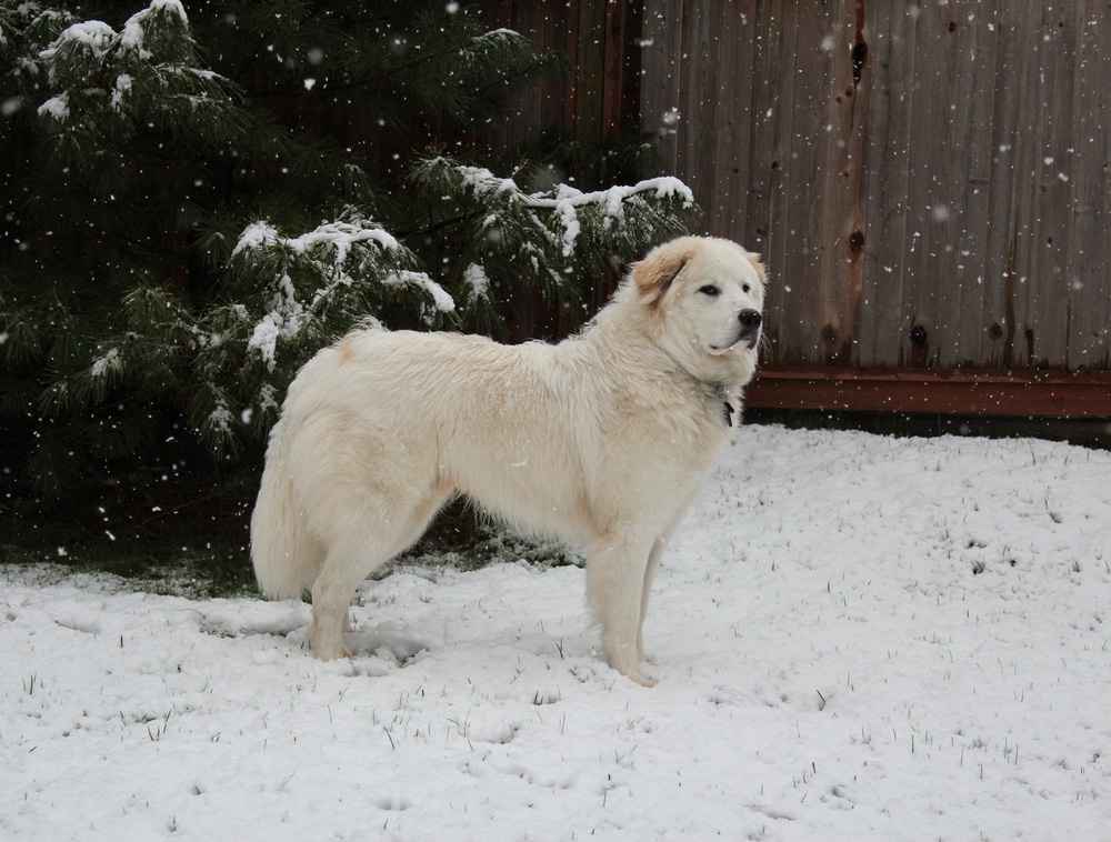 Great Pyrenees in cold weather