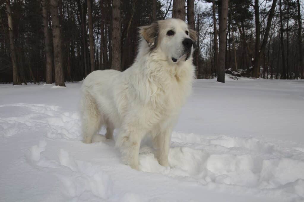 Great Pyrenees in the snow