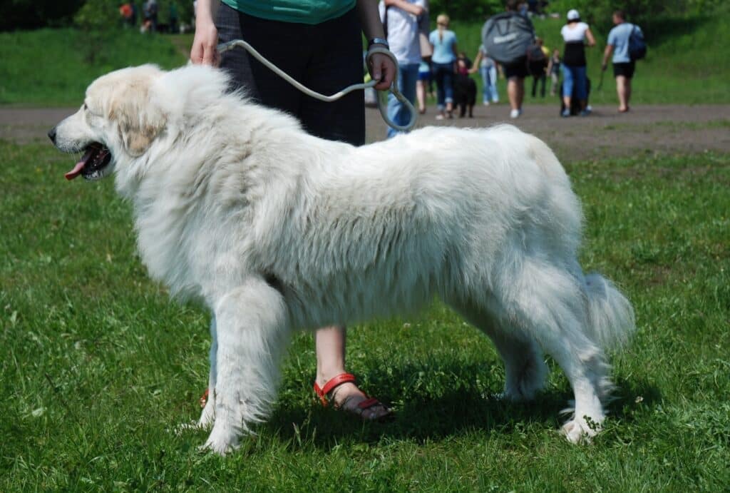 Great Pyrenees on leash in the park