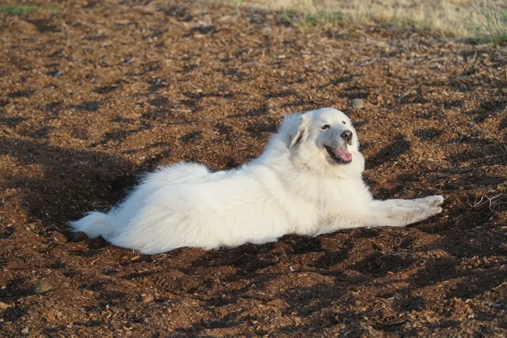 Great Pyrenees outside