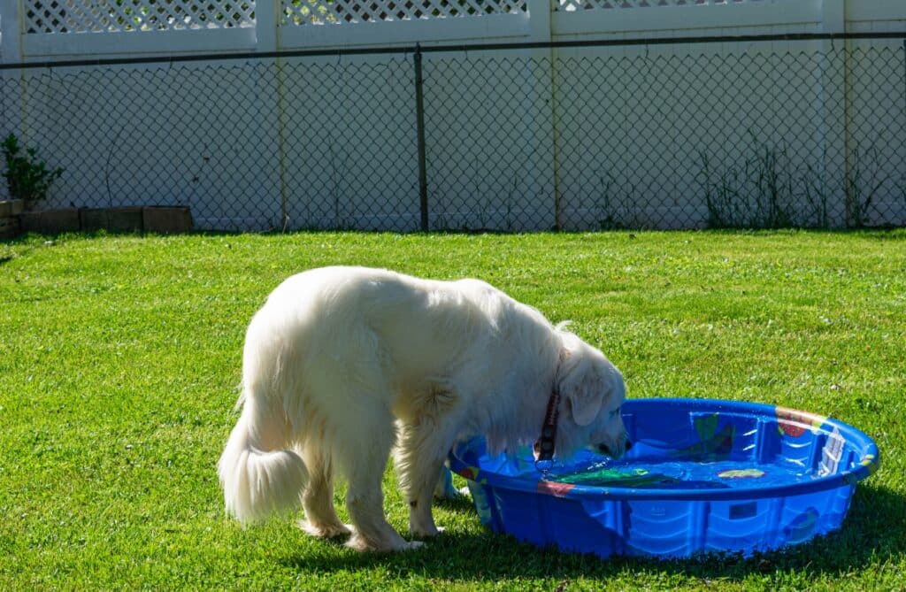 Great Pyrenees playing in pool