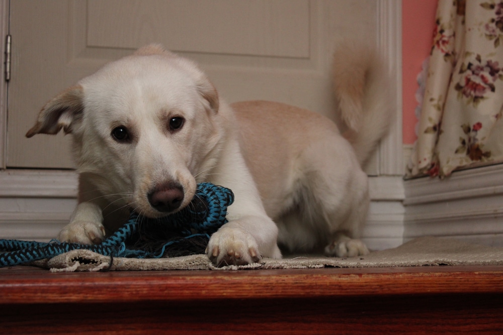 Great Pyrenees playing with toy