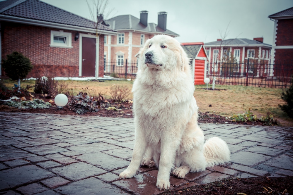 Great Pyrenees protecting home