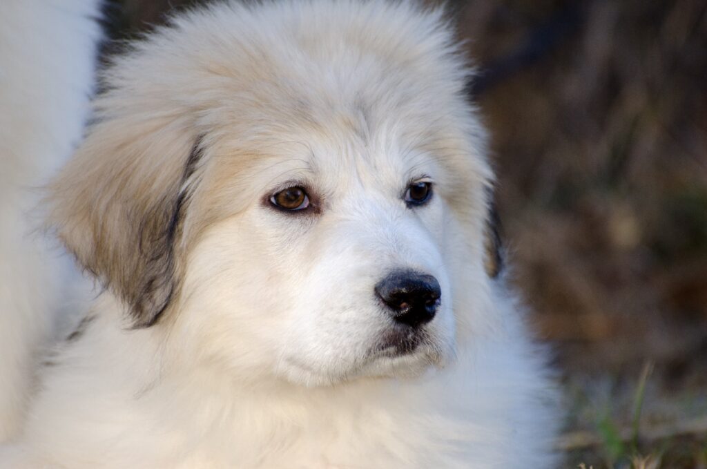 Great Pyrenees puppy