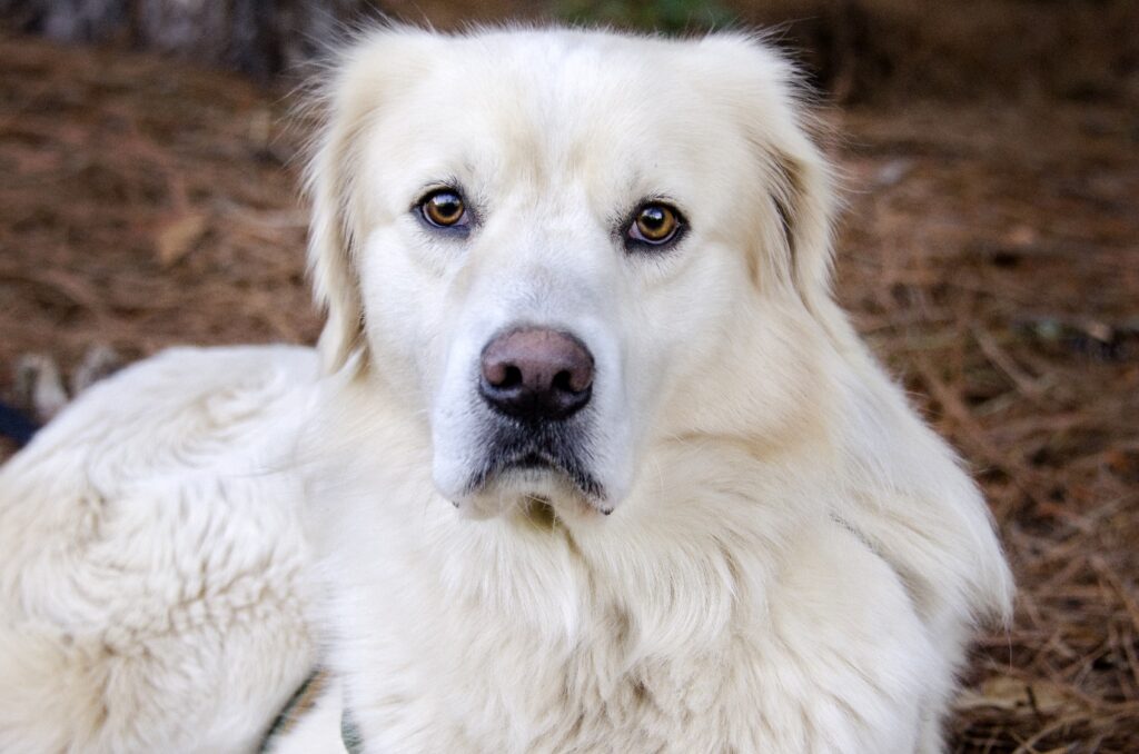 Great Pyrenees relaxing