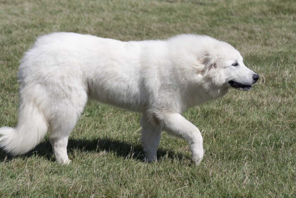 Great Pyrenees running