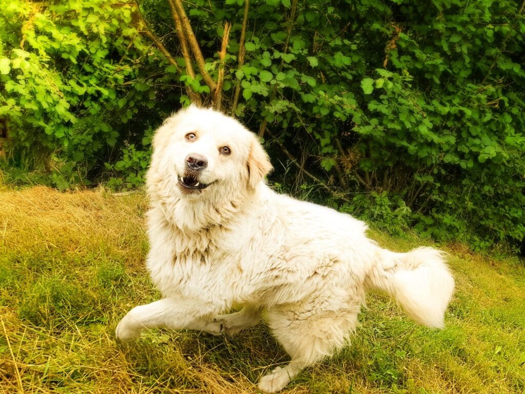 Great Pyrenees running