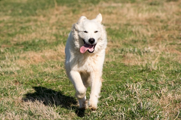 Great Pyrenees running