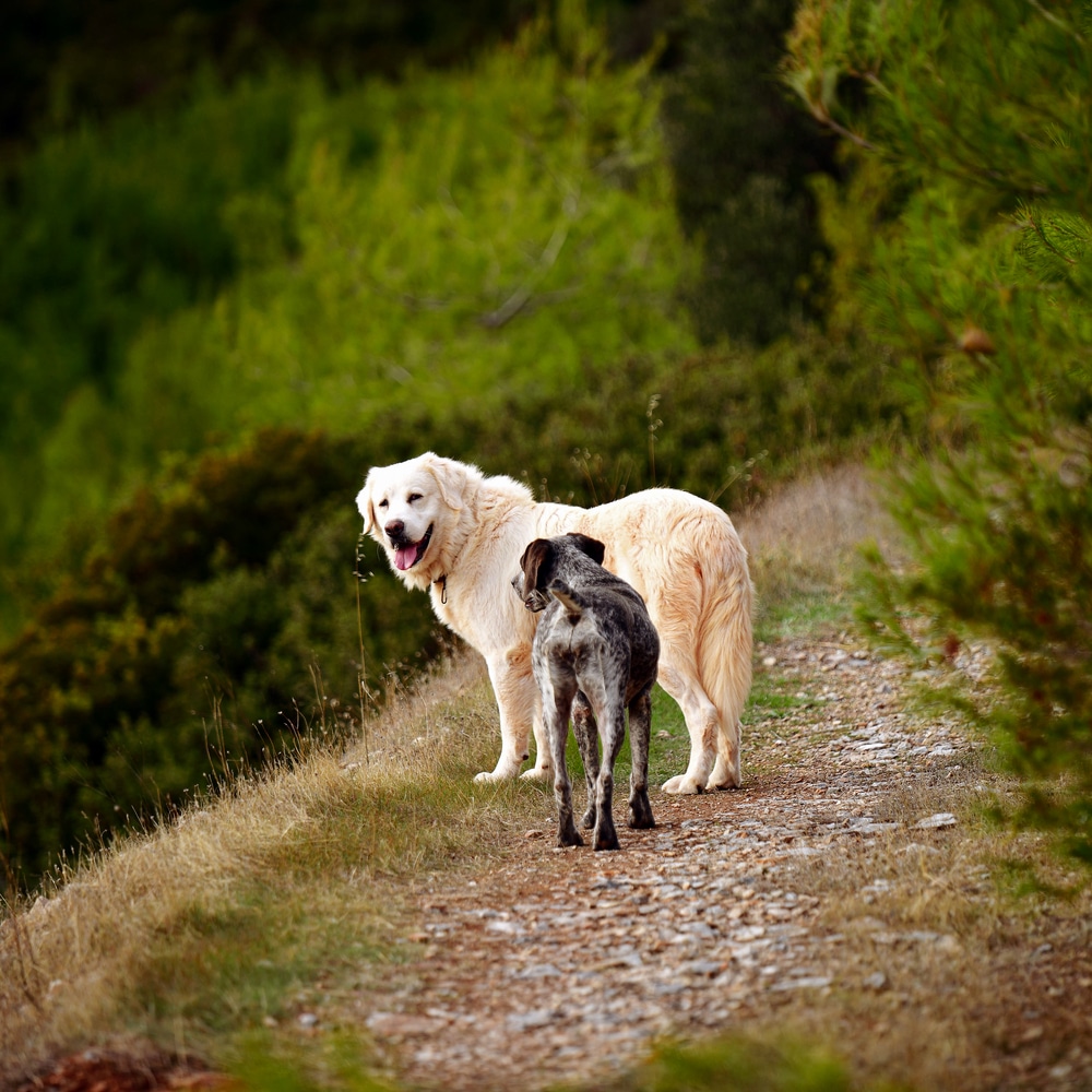 Great Pyrenees socializing with dog