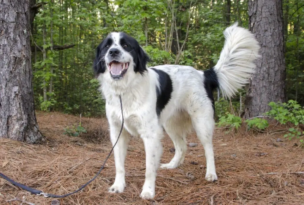 Great Pyrenees training