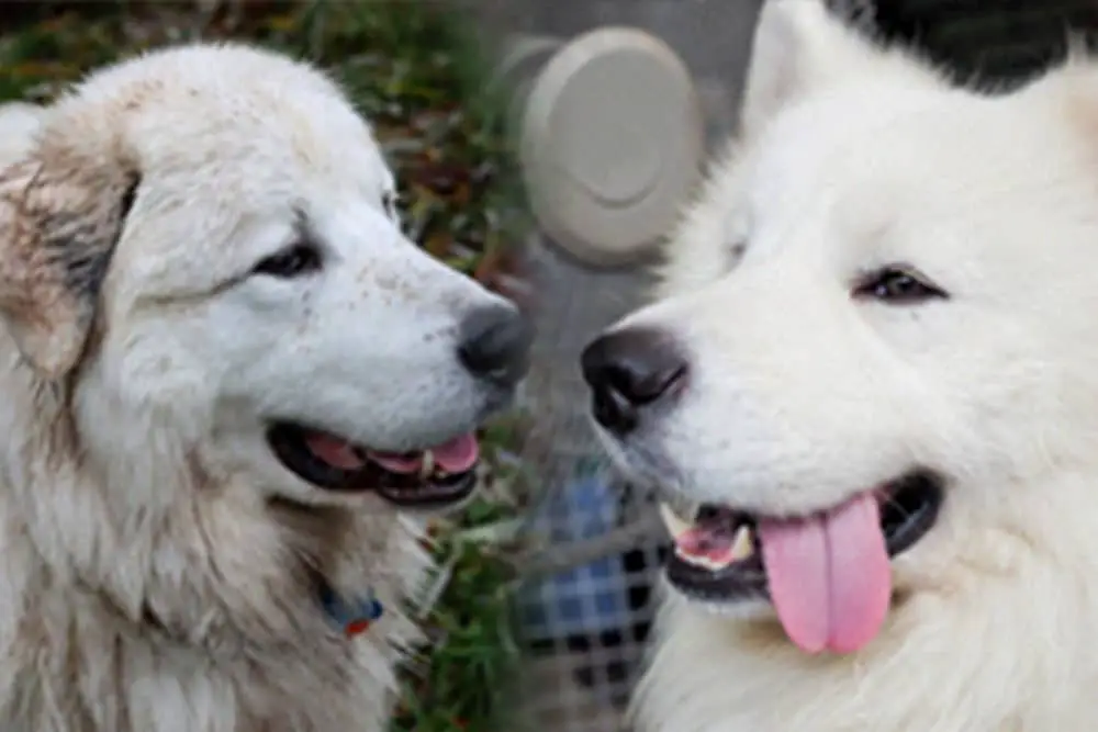 Great Pyrenees vs Samoyed Compared 01012023