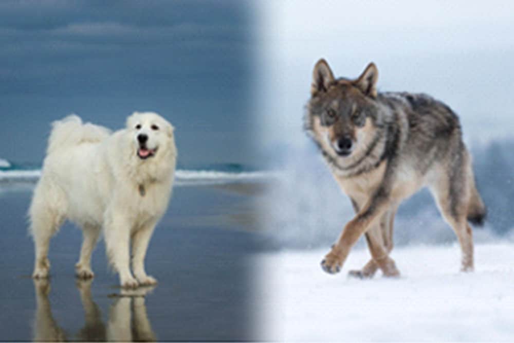 Great Pyrenees vs Wolf