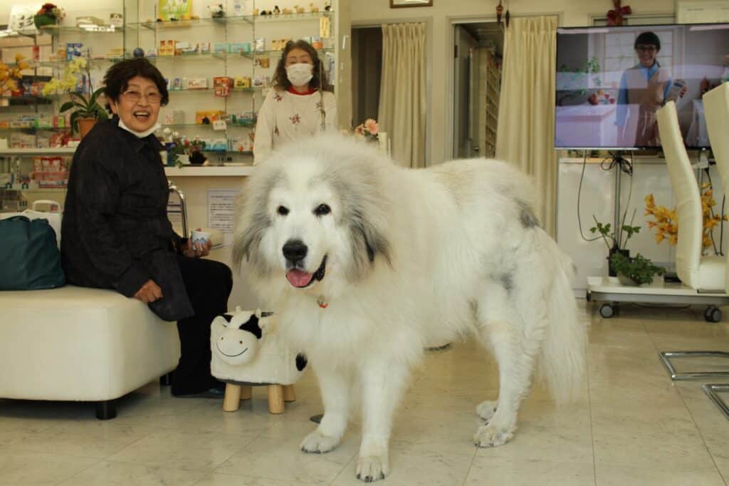 Great Pyrenees with 2 women