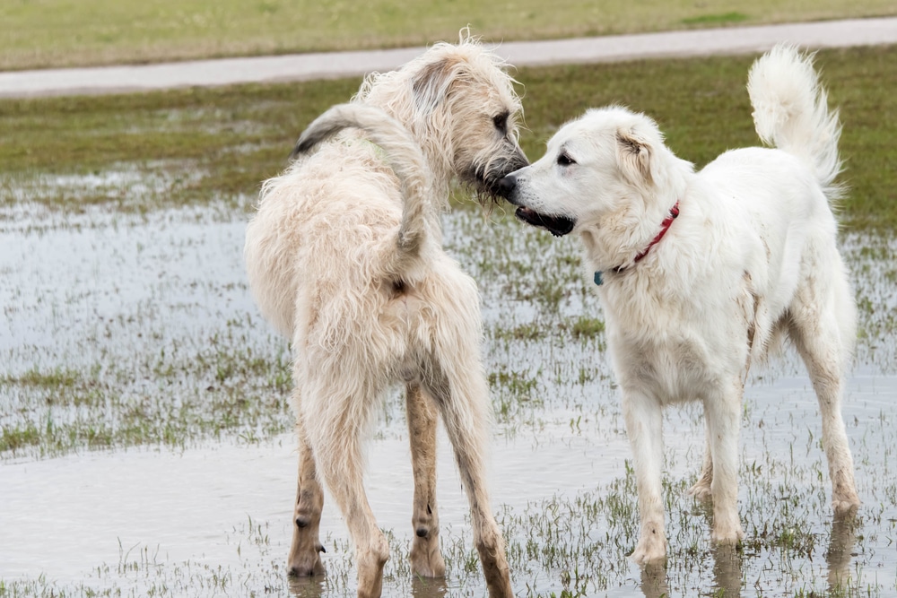 Great Pyrenees with a dog