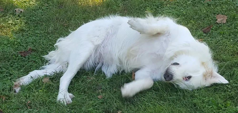 Great Pyrenees with double dew claws