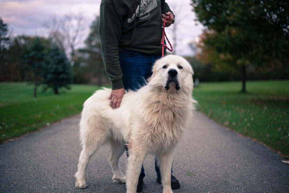 Great Pyrenees with his owner