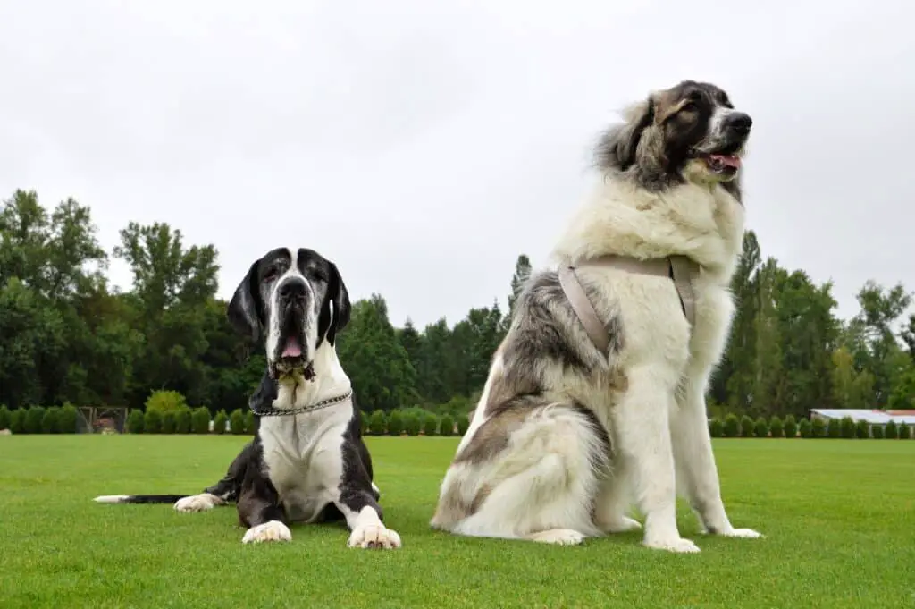 Great Pyrenees with other dog