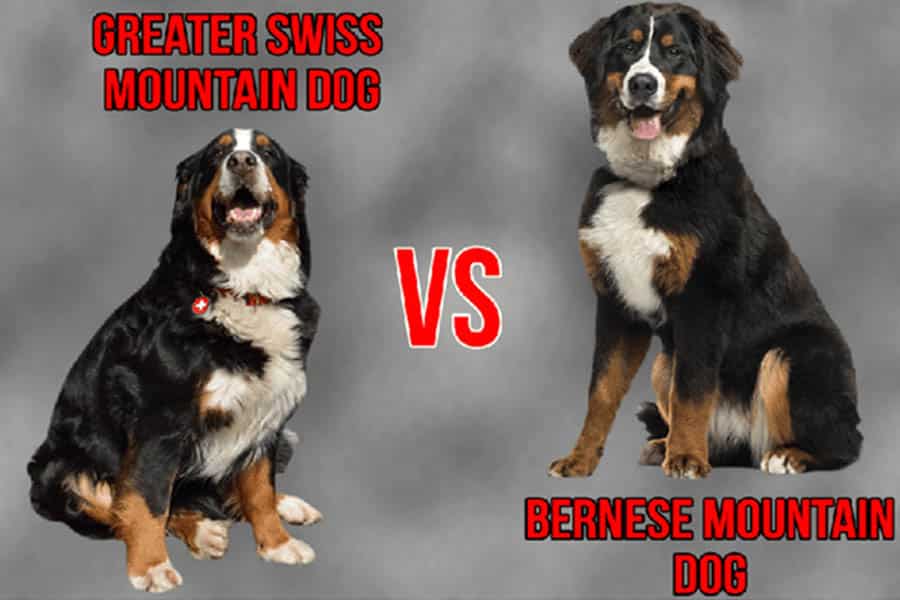 Greater Swiss Mountain Dog Vs Bernese Mountain Dog