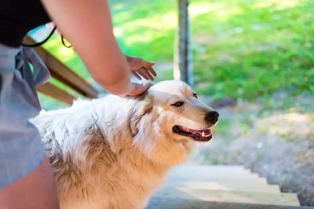 Healthy Great Pyrenees