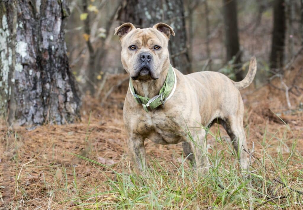 Healthy Presa Canario