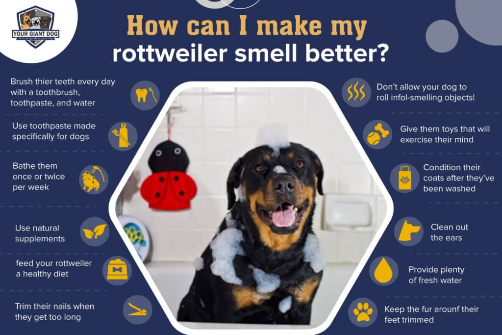 Make a Rottweiler Smell Better