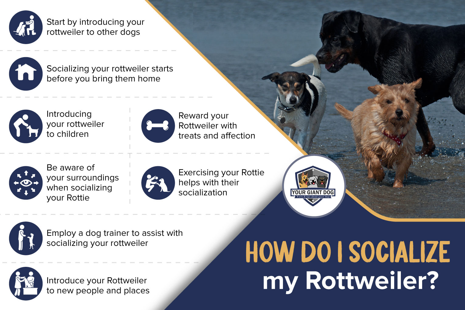 Socializing your Rottweiler