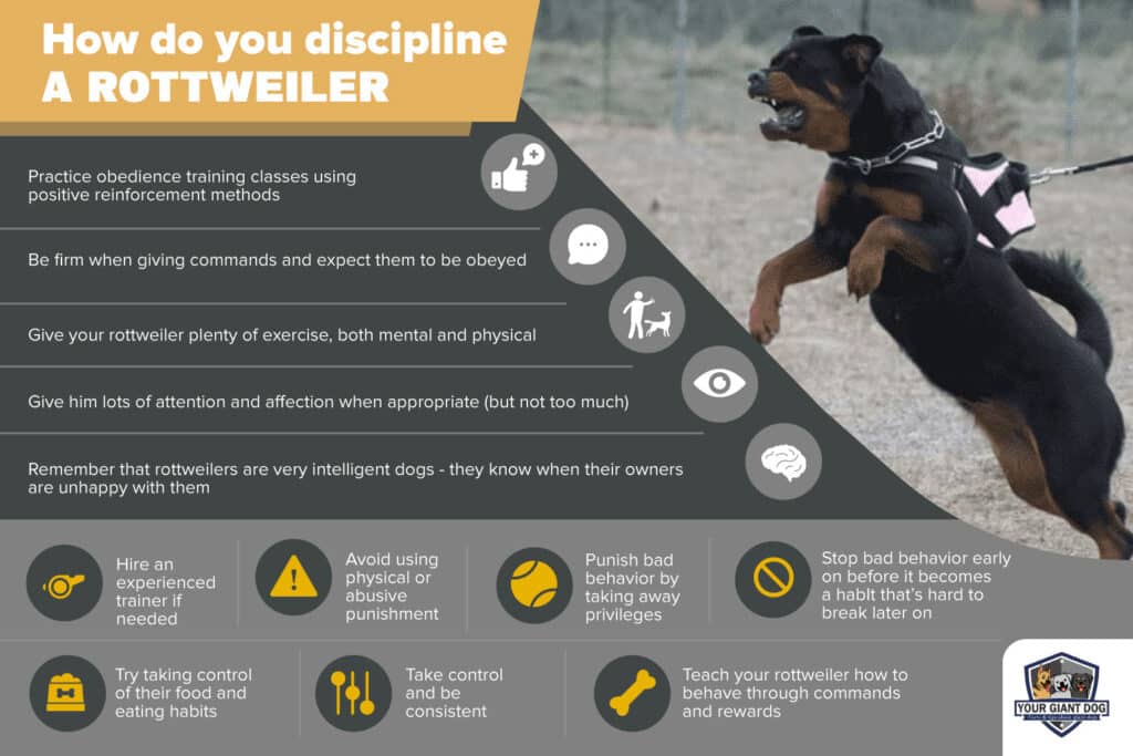 How do you Discipline a Rottweiler