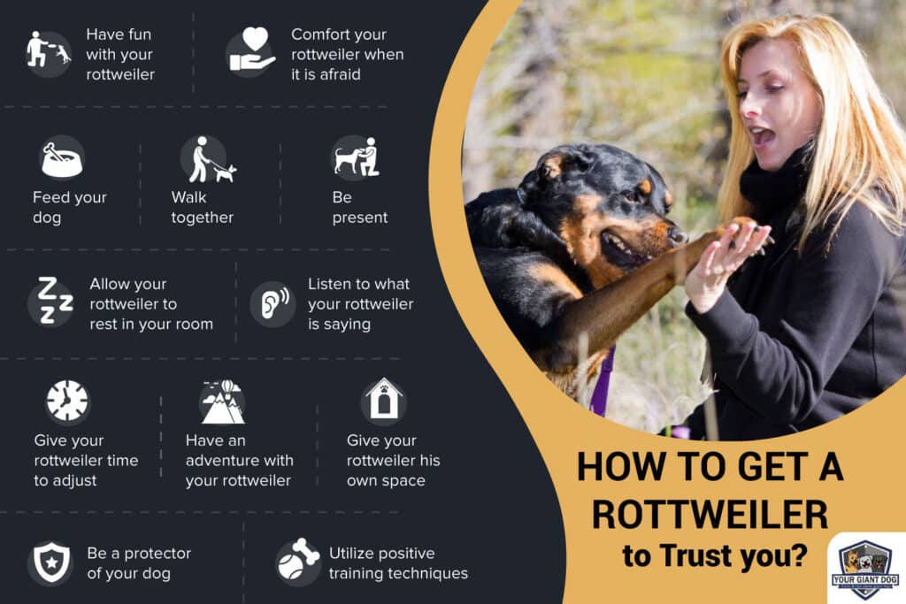 Get a Rottweiler to Trust You