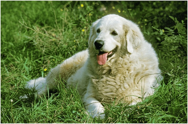 Great Pyrenees sitting on grass