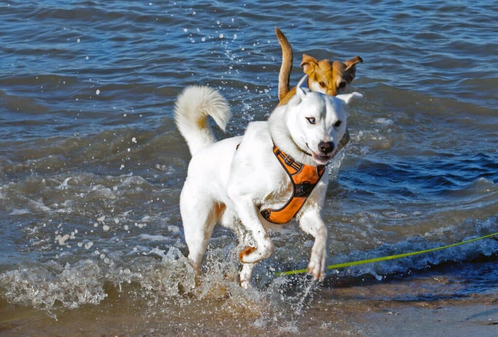 Husky running in water