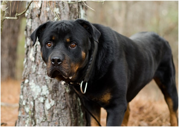 Rottweiler dog standing near a tree