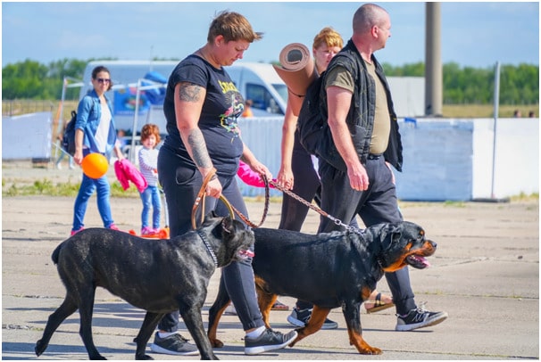 Two Rottweiler dogs walking with their owners