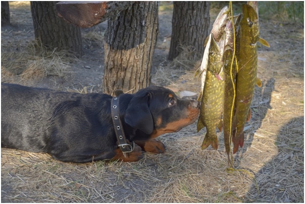 Rottweiler smelling fishes