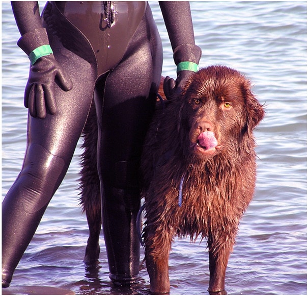 A Newfoundland dog in water