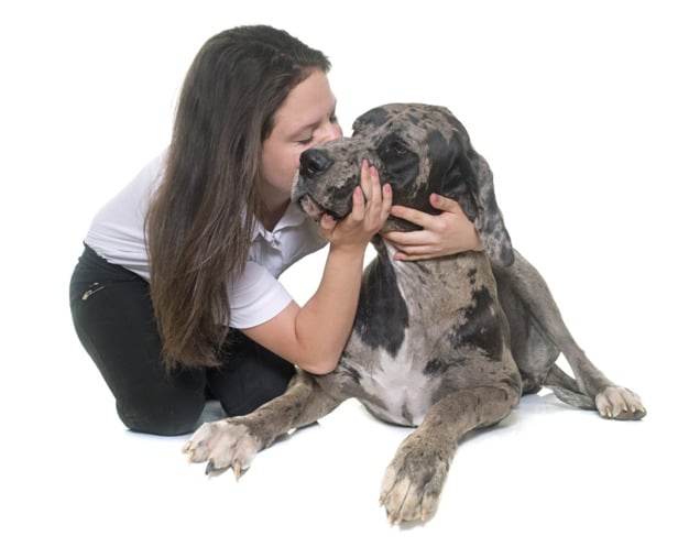A Great Dane leaning on a girl