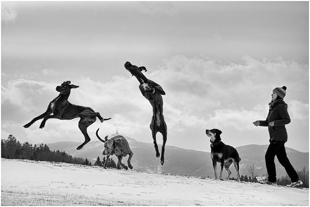 Four Great Dane dogs playing