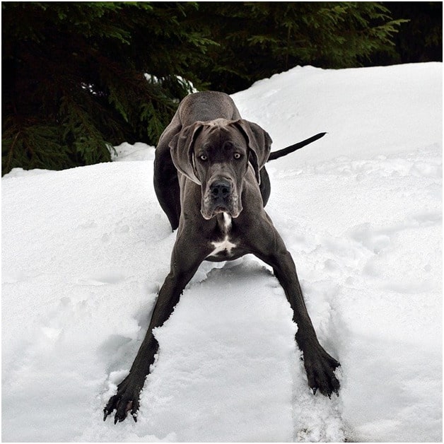 Great Dane standing on snow