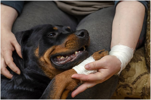 Injured Rottweiler leaning on his owner