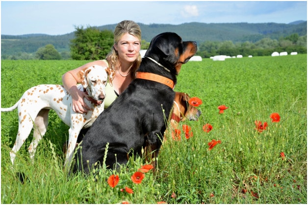 A beautiful lady sitting in a grass field with Rottweilers