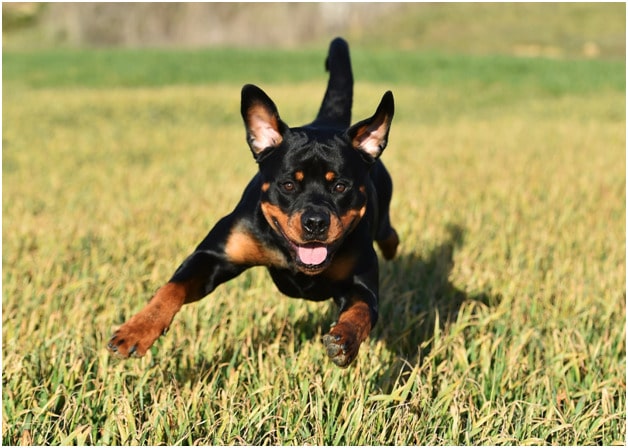 Rottweilers dog running in grass