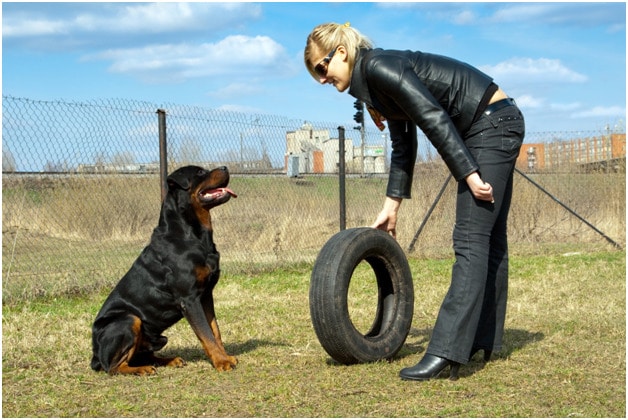 A woman training her Rottweiler dog