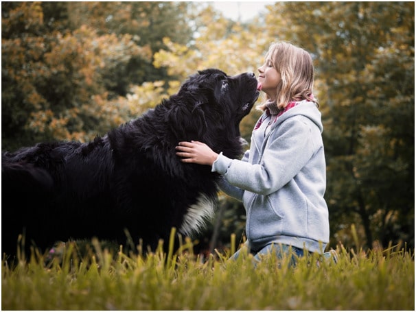 Newfoundland kissing his owner