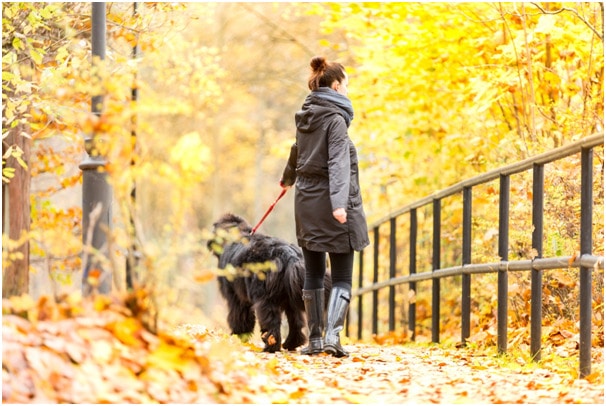 A lady walking with a Newfoundland dog