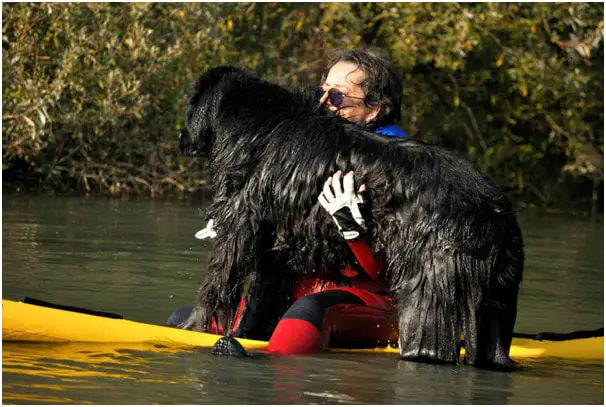 A man with Newfoundland dog in water